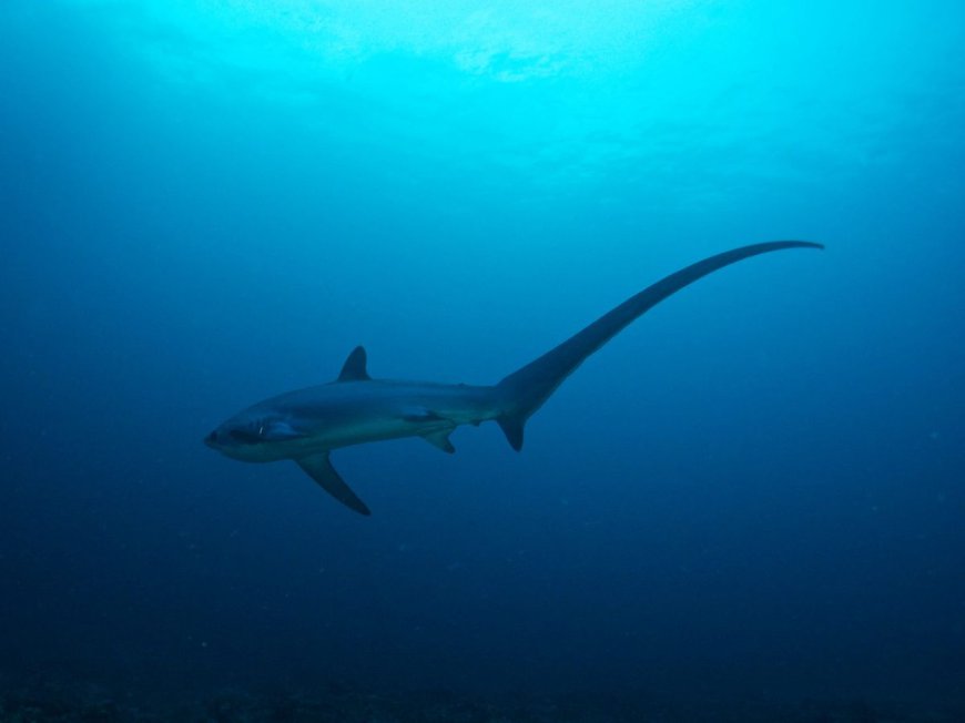 How Many People Do Sharks Kill Each Year... Or Is That The Wrong Question?