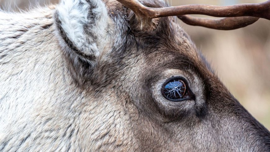 In 2016, 323 Deer Died In A Freak Lightning Strike And Taught Us A Lot About Life After Death
