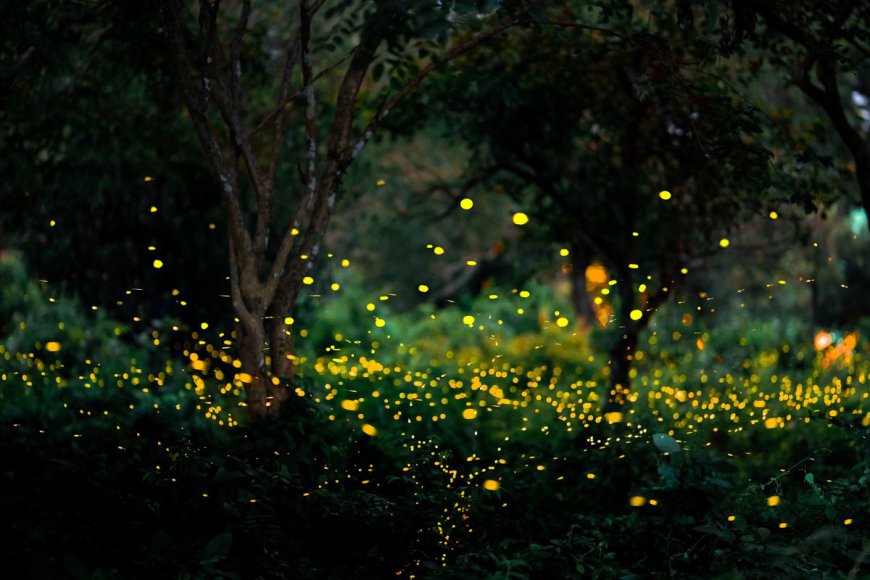 Are We Really The Last Generation To Have Fireflies?