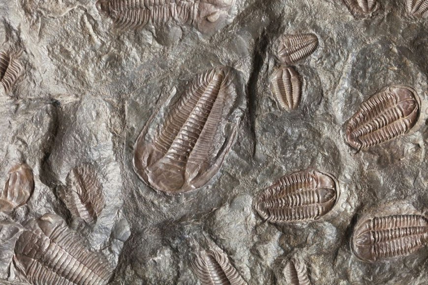 First Known Trilobite Fossil Collected By Romans Was Used As "Magical" Pendant