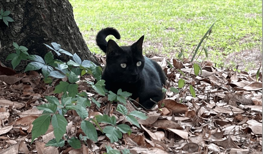 Pepper The Pet Cat Has Discovered Yet Another Virus In Florida