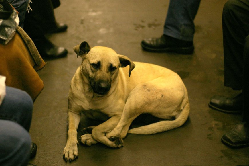 Dogs In Moscow Know How To Use Metro Trains And They're Now Part Of Commuting Life