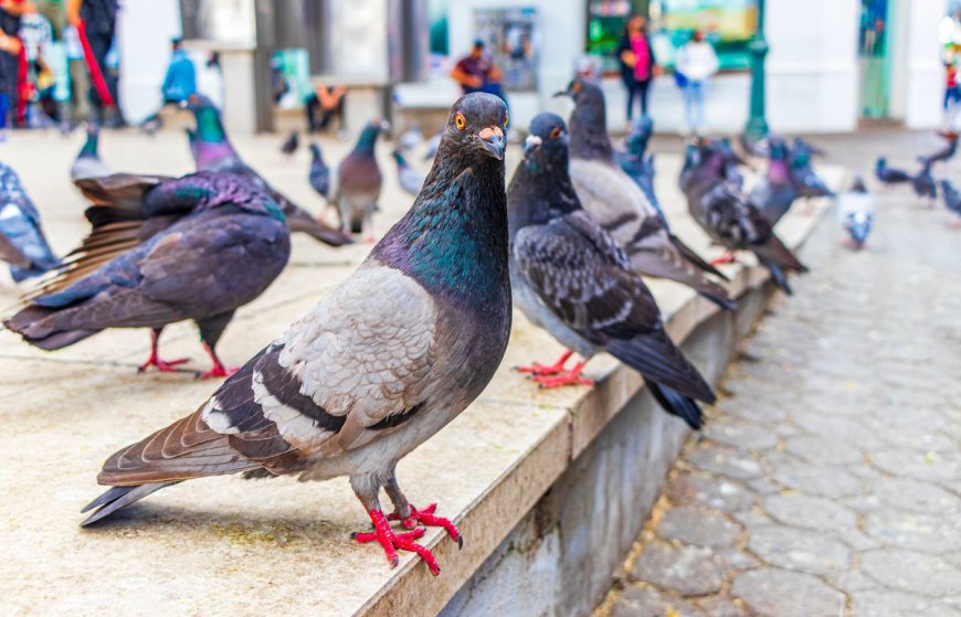 Why Do Pigeons In Cities Have Missing Toes And Disfigured Feet?