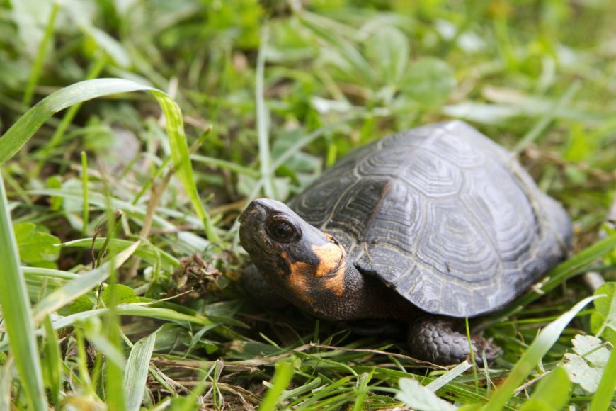 North America’s Smallest Turtle Is The Cutest Thing You’ll Find In A Bog