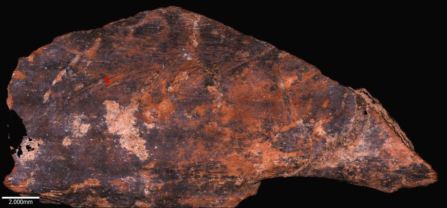 Neanderthal Butchers From Different Caves Had Their Own Specialities