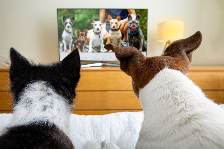 Your Dog’s TV Preferences Might Reveal Their Personality