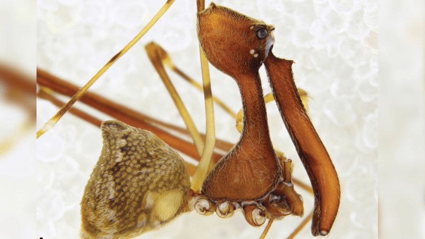 Meet The Many Species Of Freaky Looking "Assassin Spiders" That Only Eat Other Spiders