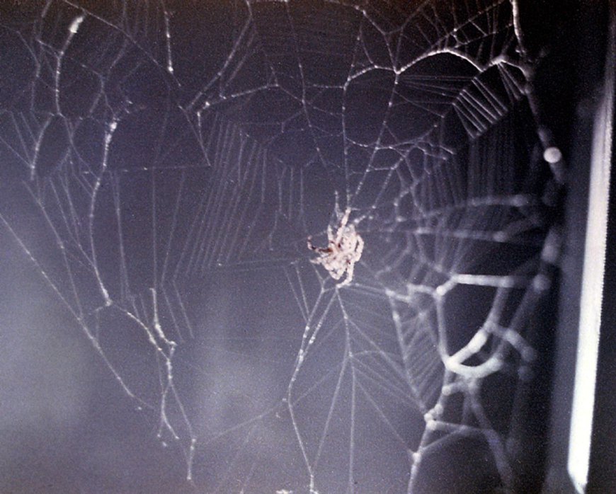 In 1973, NASA Sent Two Spiders Into Space To See If They Can Spin Webs – And They Learnt A Lot