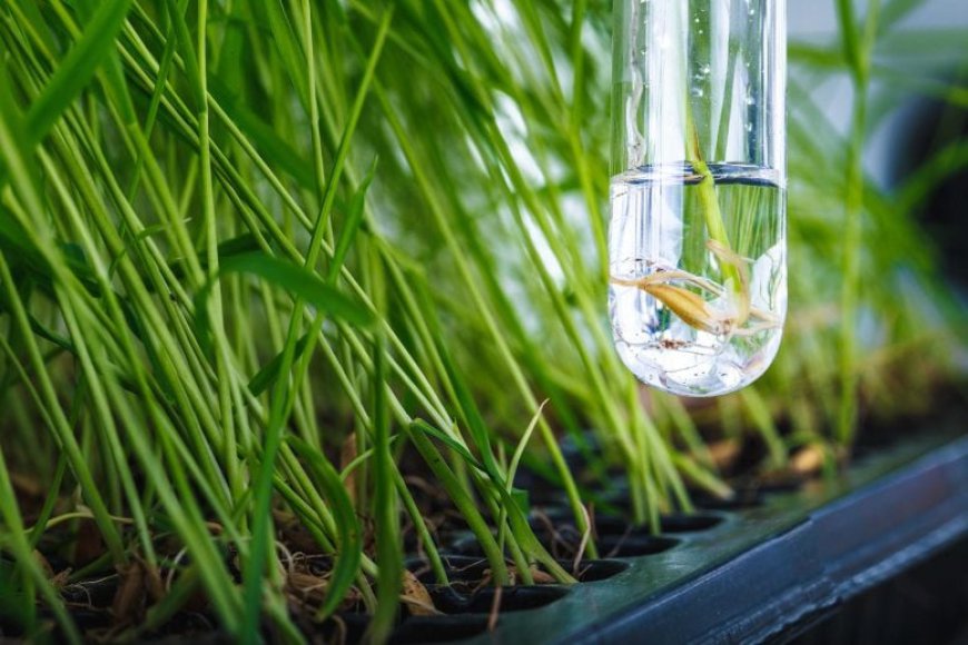 The 10cm Super-Rice That Could Feed the First Lunar Colony
