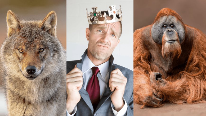 The Rise And Fall (And Lamentable Rise) Of The "Alpha Male" Myth