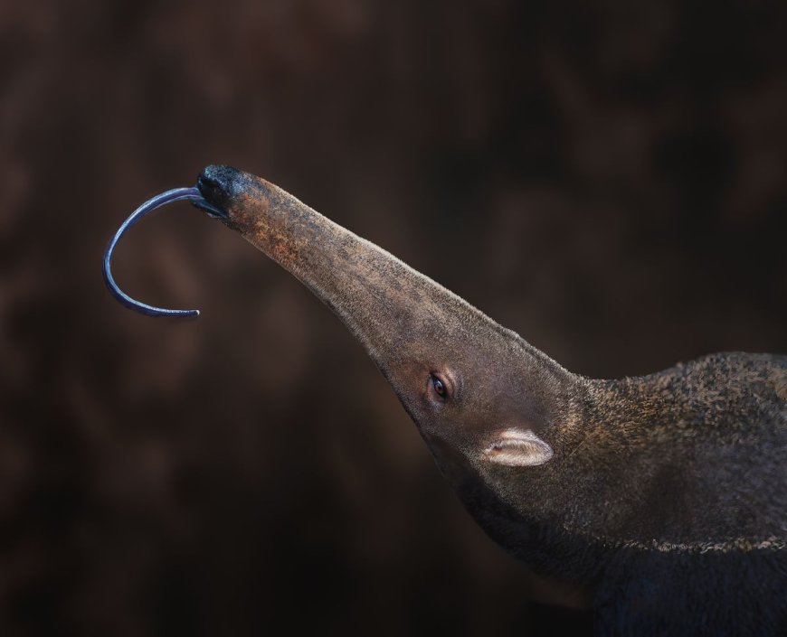 Mammals Have Evolved Into Ant Eaters 12 Times Since The Dinosaurs Went Extinct