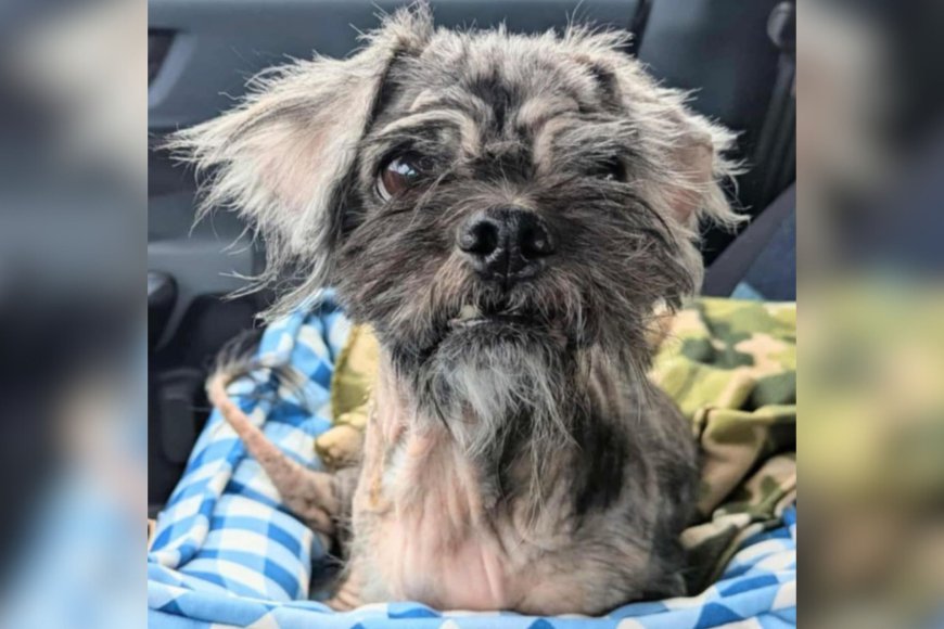 10-Year-Old Shih Tzu Crowned World’s ‘Ugliest’ Dog in Need of Forever Home…