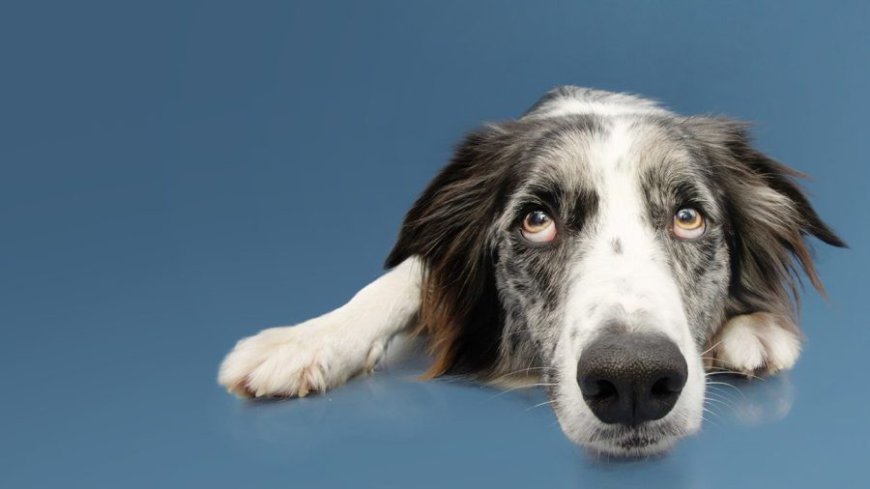 Dogs detect Parkinson's by smell, years before symptoms start