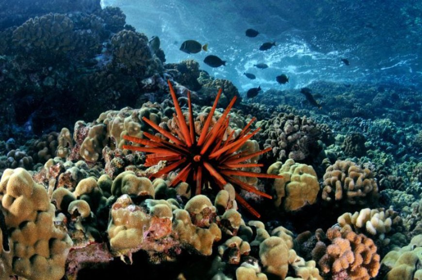 Hawai’i’s Reefs Face an Unprecedented Acid Surge – And the Clock Is Ticking