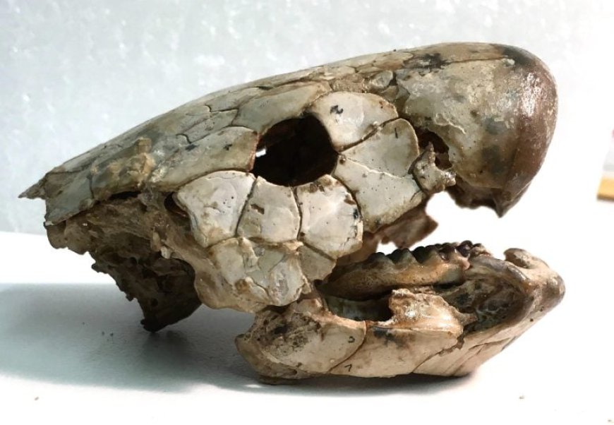Mysterious 380 Million-Year-Old Fish Reveals Secrets of Our Land-Walking Ancestors