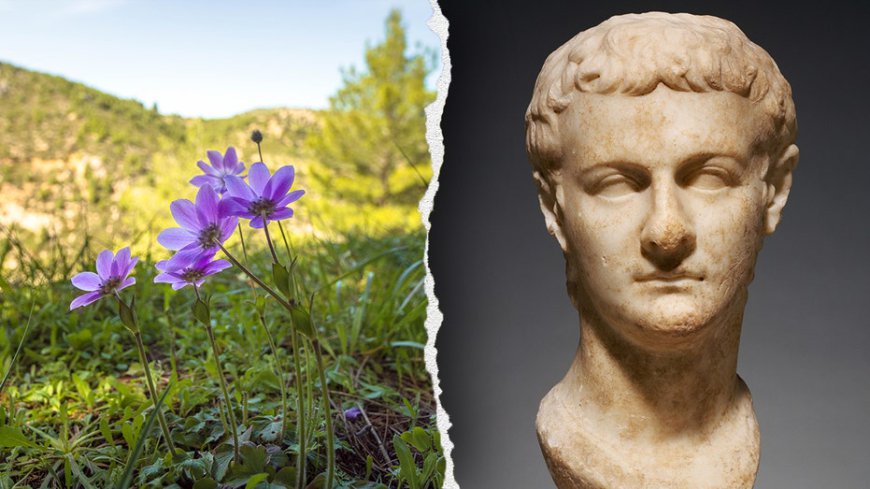 Ancient Roman emperor Caligula had an unexpected interest in medicinal plants, historians find