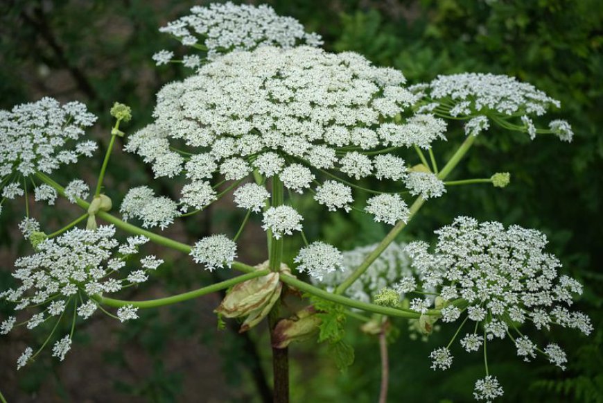 Have this giant, noxious weed in your yard? How to get rid of it — without burning yourself