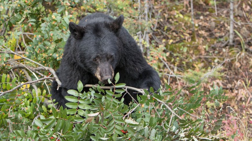 Yellowstone National Park Kills First Black Bear In 5 Years After It Becomes “Food-Conditioned”