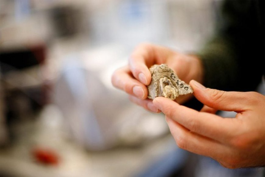 Scientists Discover “Shocking” 18-Million-Year-Old Secret Hidden in Fossil Teeth