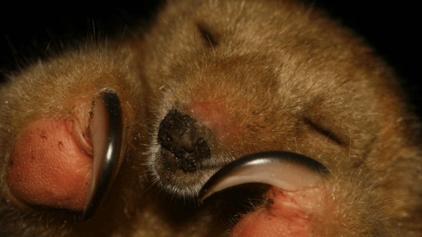 Silky Anteater: The World’s Smallest Anteater Pulls Out A Surprising Power Move When Threatened