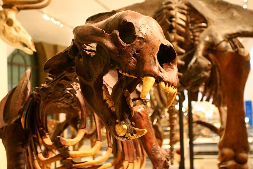 Forget Polar Bears: The Largest Bear To Live In North America Was The 3.3-Meter-Tall Short-Faced Bear