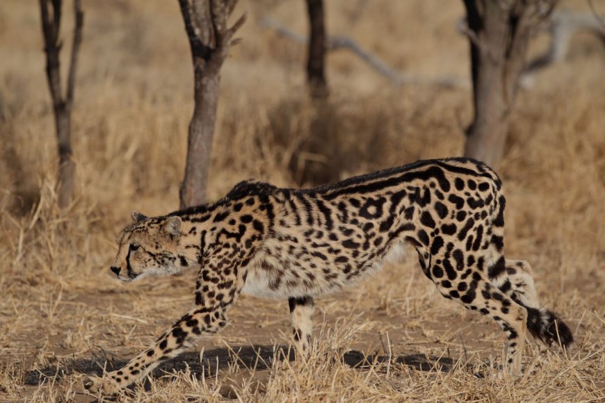 “King Cheetah”: Hybrid, New Species, Or Mutation?