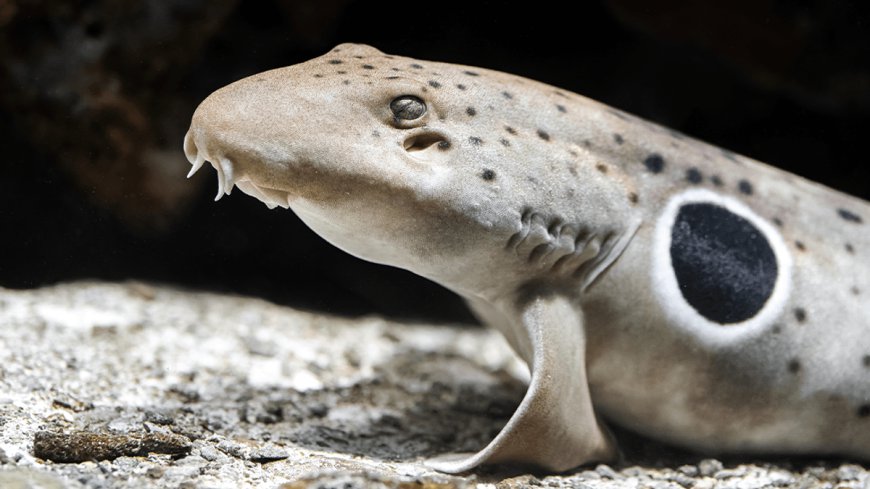 Some Sharks Can Walk, Because Apparently One Mode Of Transportation Isn’t Enough