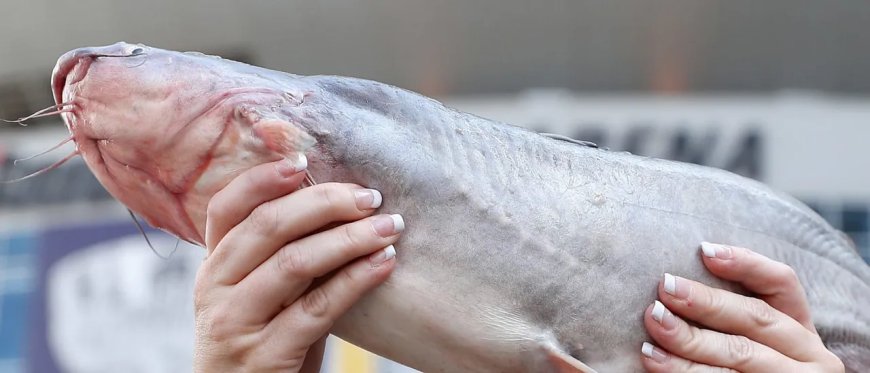 Newport Resident Codie Carlson Catches Massive Catfish, Breaking Michigan’s Record