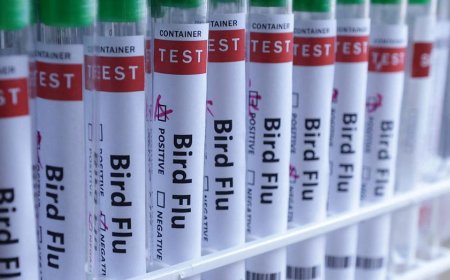 H5N1 bird flu confirmed in Australia for the first time, meaning virus has now reached every continent