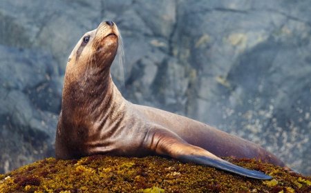 Sea lion pulls off brazen tuna heist as fisherman tries and fails to hold onto his first big catch