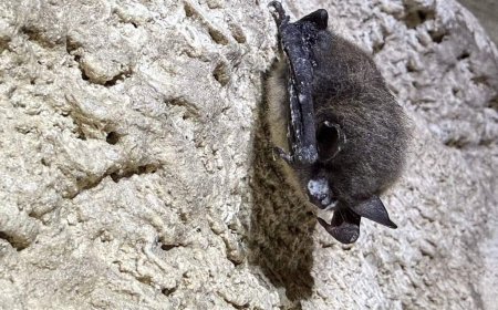 Parks Canada working to curb spread of deadly white-nose syndrome in Alberta bats