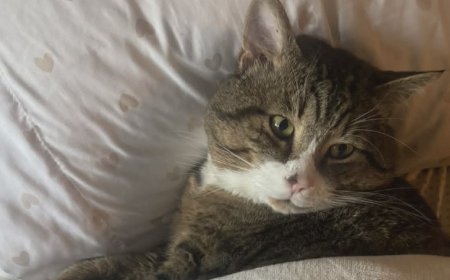 B.C. family fighting for return of beloved cat after BC SPCA adoption
