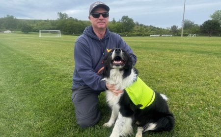 Specially-trained ‘bird dogs’ hired to clear geese from FIFA practice pitch