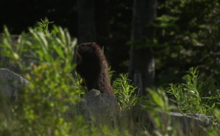 4 marmots released into the wild on Vancouver Island as part of breeding program