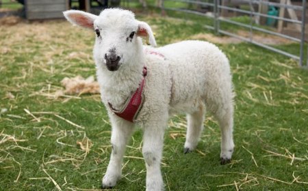 Afghan Sentenced For Raping Goats And 6-Month-Old Lamb At French Educational Farm