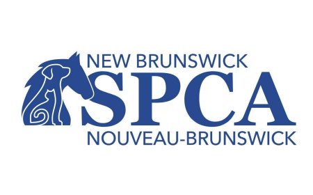 NBSPCA investigating after dog reportedly dragged behind vehicle in Saint John