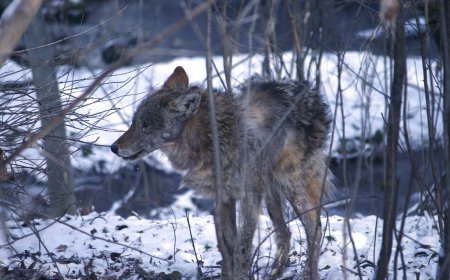 ‘Very worrisome’: Coyote attack on child in Durham sparks renewed safety call