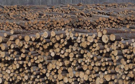 B.C. businesses face uncertainty ahead of CUSMA review next week