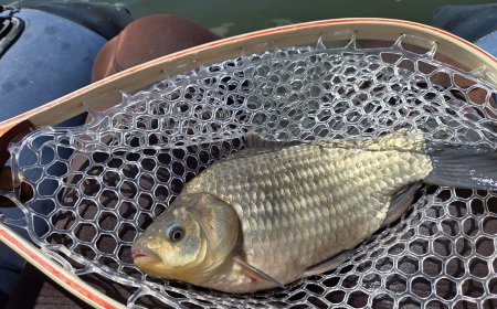Invasive Prussian carp showing up in Sylvan Lake