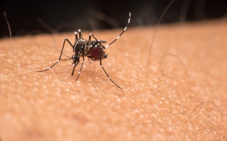 Edmonton mosquito number rising after rainy weekend — and more expected