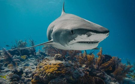 12-year-old boy attacked by shark while swimming in Bahamas