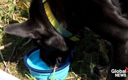 Preparing pets for emergency wildfire evacuations