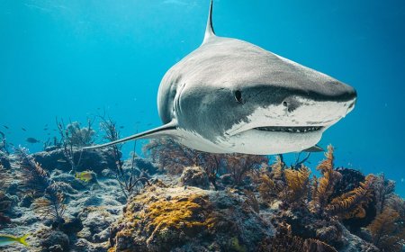 12-year-old boy rushed to hospital after shark attacks him in Bahamas, police say
