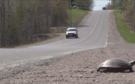 Wildlife experts encouraging public to watch for nesting animals