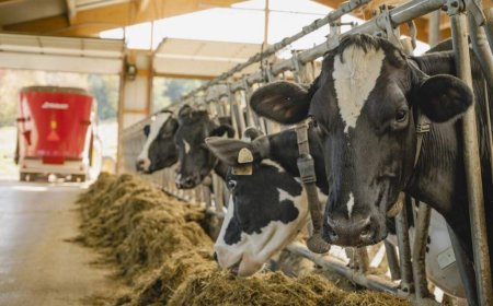 Nova Scotia MP, MLA at odds over future of cattle at Nappan experimental farm