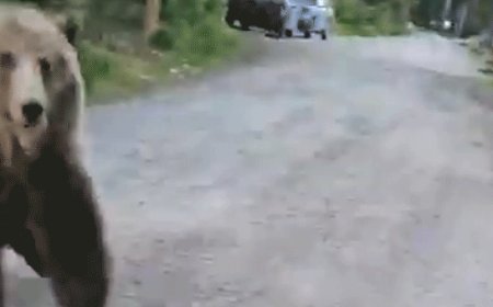 Woman stalked by charging bear on morning dog walk captures terrifying encounter on camera