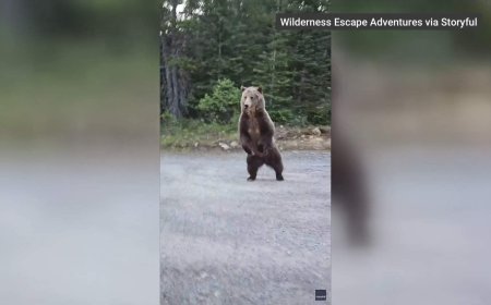 Alberta woman catches close encounter with Kananaskis grizzly bear on camera