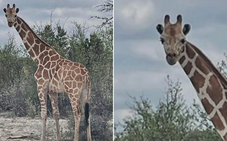 Missing 1200-pound giraffe Gracie found 2 weeks after wandering away from ranch in viral search