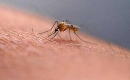 Scratching that bug bite might feel good at first but science explains why it’s a bad idea