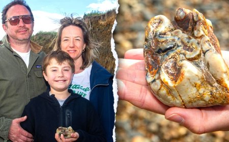 Boy stumbles on strange beach object identified as rare 1.8M-year-old fossil